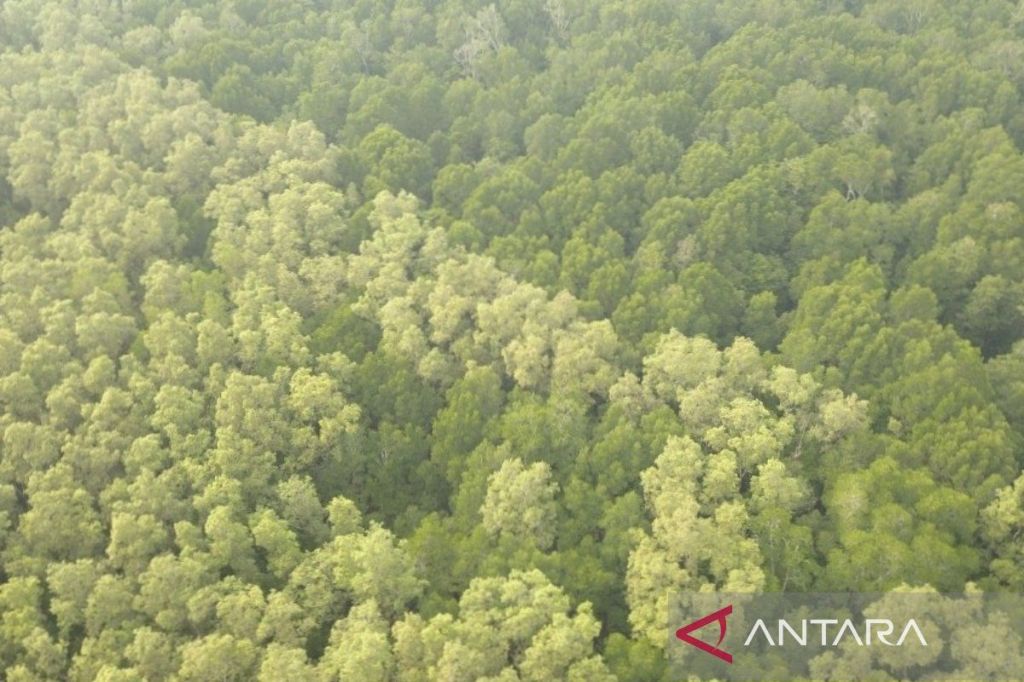 BPDAS gelar pendampingan program pelestarian mangrove di&nbsp;OKI
