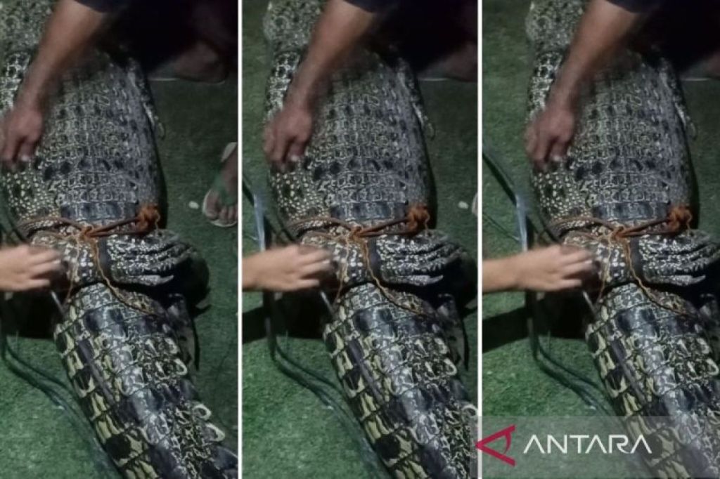 Warga Muratara selamatkan buaya liar yang terjebak di sungai&nbsp;surut